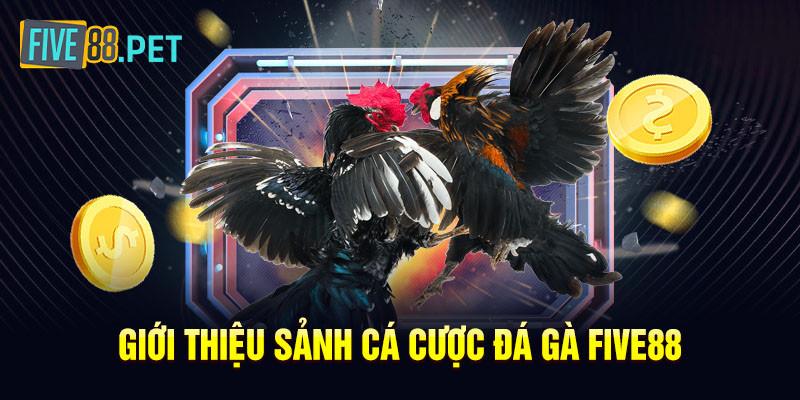da ga five88 gioi thieu Giới thiệu về đá gà Five88